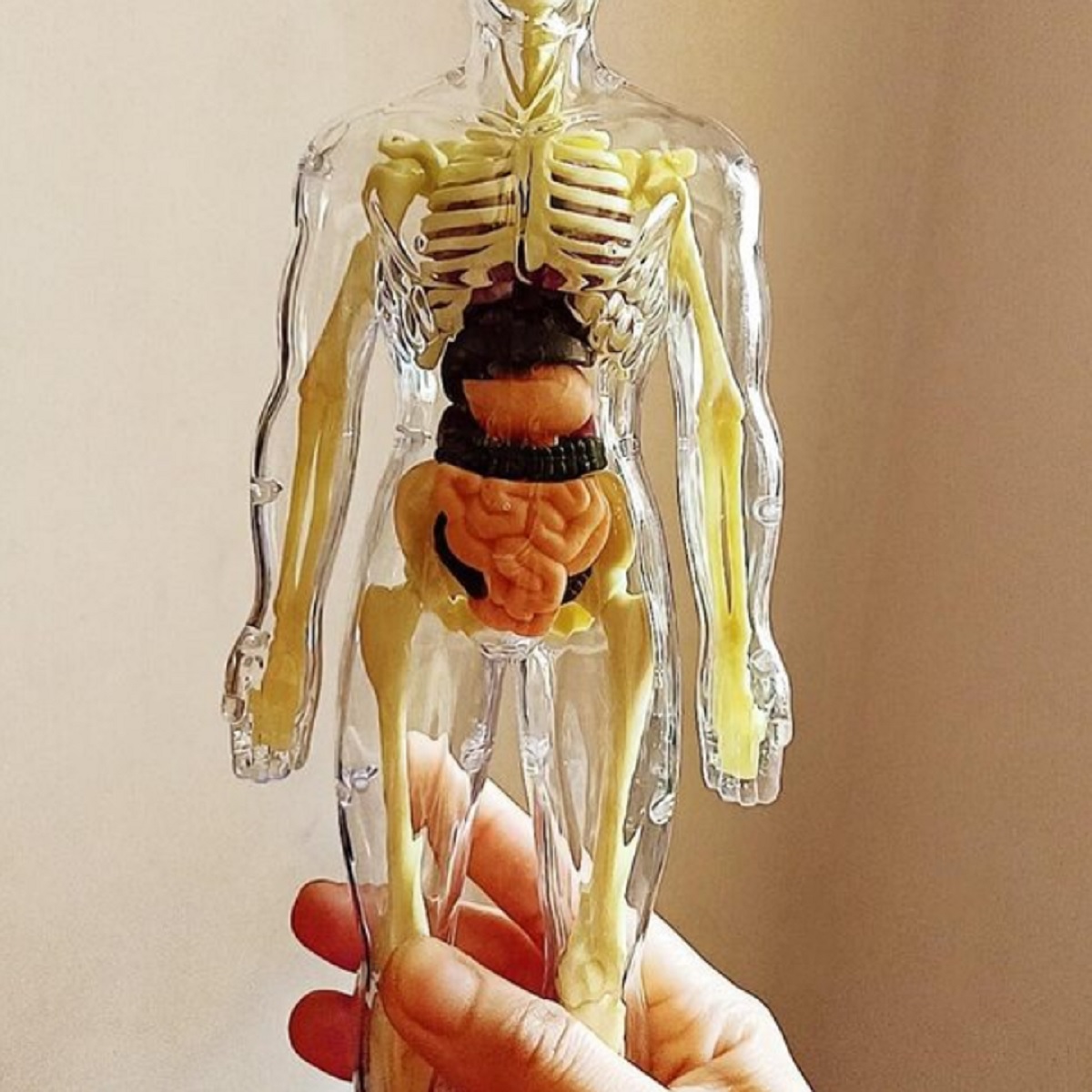 Unikátny kvalitný anatomický model ľudského tela